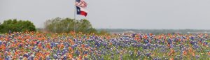 field of bluebonnets and red flowers with US flag and TX flag